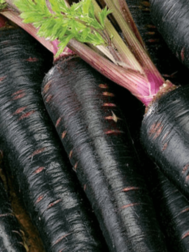 Benefits of Black Carrot : सर्दी में लाल नहीं काली गाजर का सेवन करे,और पाए गैस,कब्ज़ से छुटकारा